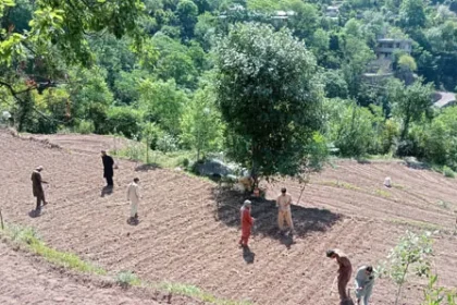 First phase of maize seed sowing at “Organic Growers Agriculture Farm Parsha” completes in collaboration with Agriculture Department