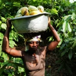 Climate crisis causing food price spikes around the world, scientists say