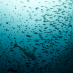 Pakistan signs UN pact to conserve marine biodiversity in areas beyond national jurisdiction