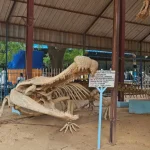 Dinosaurs to supercrocs: Niger’s bone keepers preserve its ancient fossils