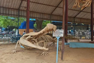 Dinosaurs to supercrocs: Niger’s bone keepers preserve its ancient fossils