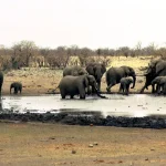 Namibia deploys army to fight fire in one of Africa’s largest reserves
