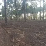 IHC bars CDA from cutting trees until next hearing on Feb 2, seeks detailed report