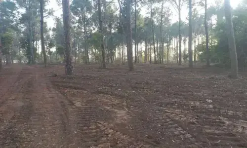 IHC bars CDA from cutting trees until next hearing on Feb 2, seeks detailed report